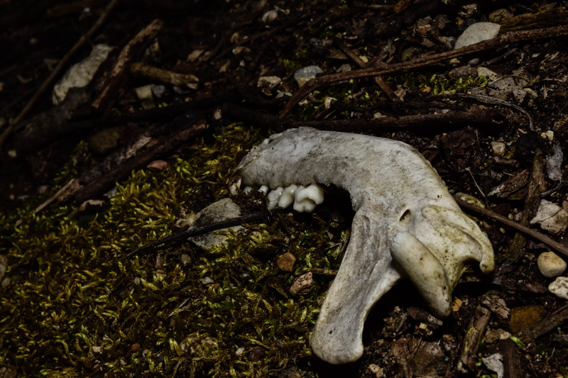Illustration for article titled Cusp of Spring (Photo Heavy)